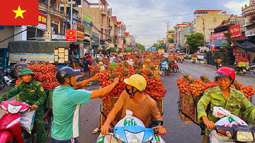 Chợ Vải 28/6/2025: Chợ Xe Cóc Mua Bán Vải Thiều Sầm Uất Nhất Lục Ngạn, Bắc Giang.