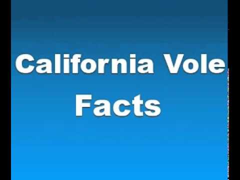 California Vole Facts - Facts About California Voles
