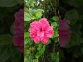 #hibiscus #flowershorts