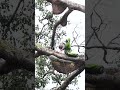 一棵大树上拥有几十窝的野生蜂蜜,你敢相信吗?Do you believe that there are dozens of wild bee nests on a single tree?