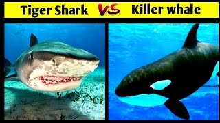 Tiger Shark vs Killer Whale | Marine fight | #shark | shark battle | in Hindi .