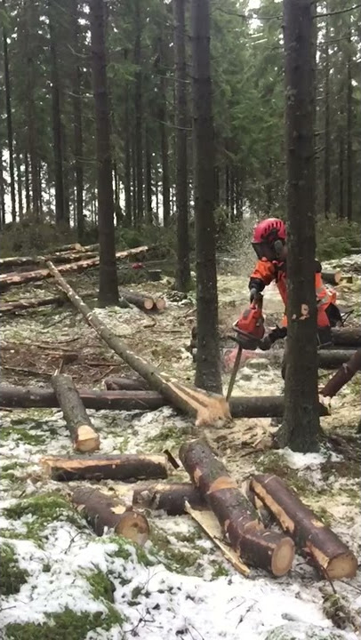 Motorsåg C kurs. Chainsaw training Sweden. What you DON’T do!