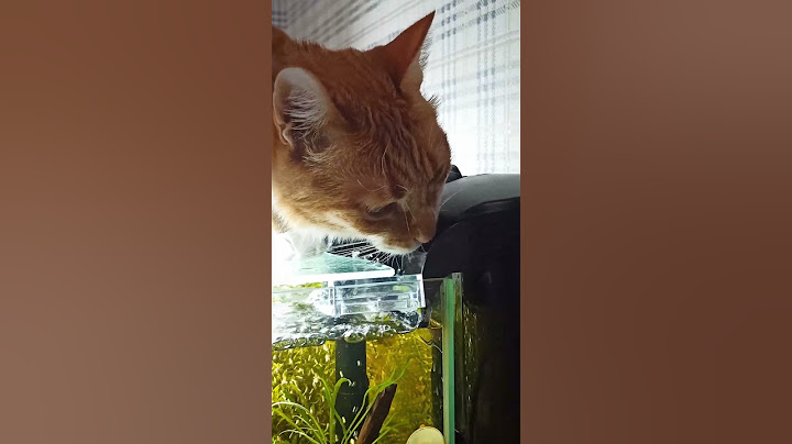 Вода со вкусом рыбов 🤣🐱 Тайна быстро испаряющейся воды из аквариума раскрыта)))) #аквариум #кот