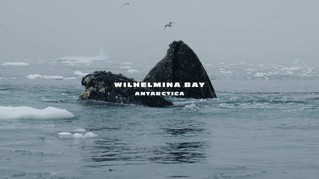 Humpback Whale Bubble-Net Feeding in Wilhelmina Bay | Antarctica