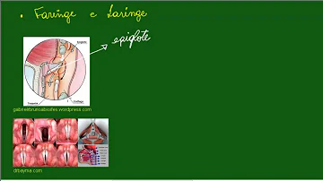 Como a laringe Atua na respiração e na produção do som da voz?