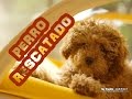 Perro abandonado Obtiene el rescate más bello - El final es hermoso