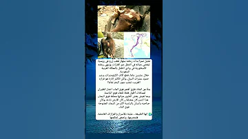 هل تعلم أن هناك نسرا قطع آلاف الكيلومترات فقط ليتجنب عبور البحر 