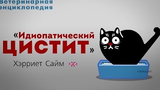 Идиопатический цистит. Feline Idiopathic Cystitis