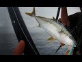 West Coast Yellowtail Fishing - Liberty July 2019 - Coronado Islands, Mexico