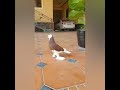 Андижон кабутарлари клуби Клуб Андижанские голуби Andijan pigeons الحمام انديجان