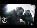 Selfie Lessons From A Chimp (She Stole Our Camera) | The Daily 360 | The New York Times