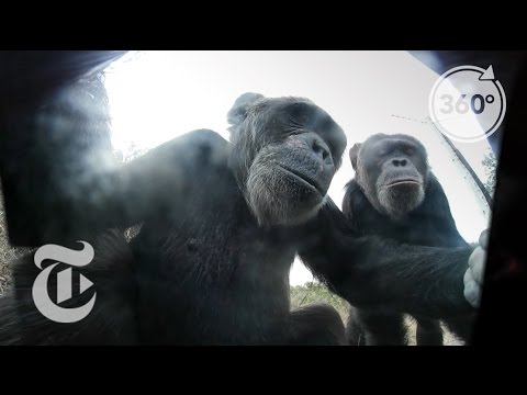 Video: This Chimp Stole A Camera To Take Selfies