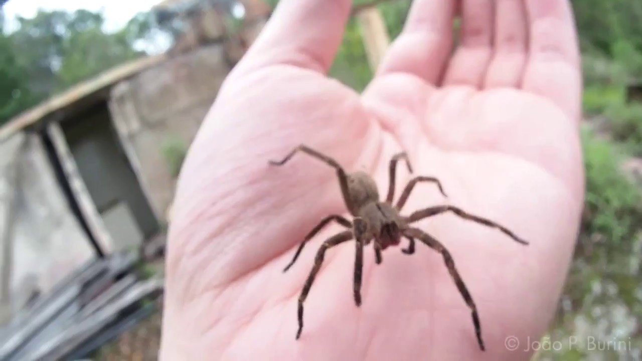 brazilian wandering spider youtube