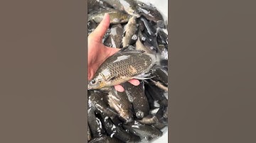 #cá_giống #fishing #caucathugian #trại_cá_giống_út_me #fish #traicagiongdongthap 0909770509