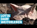 Misshandeltes Schwein Lotta kommt auf Gnadenhof