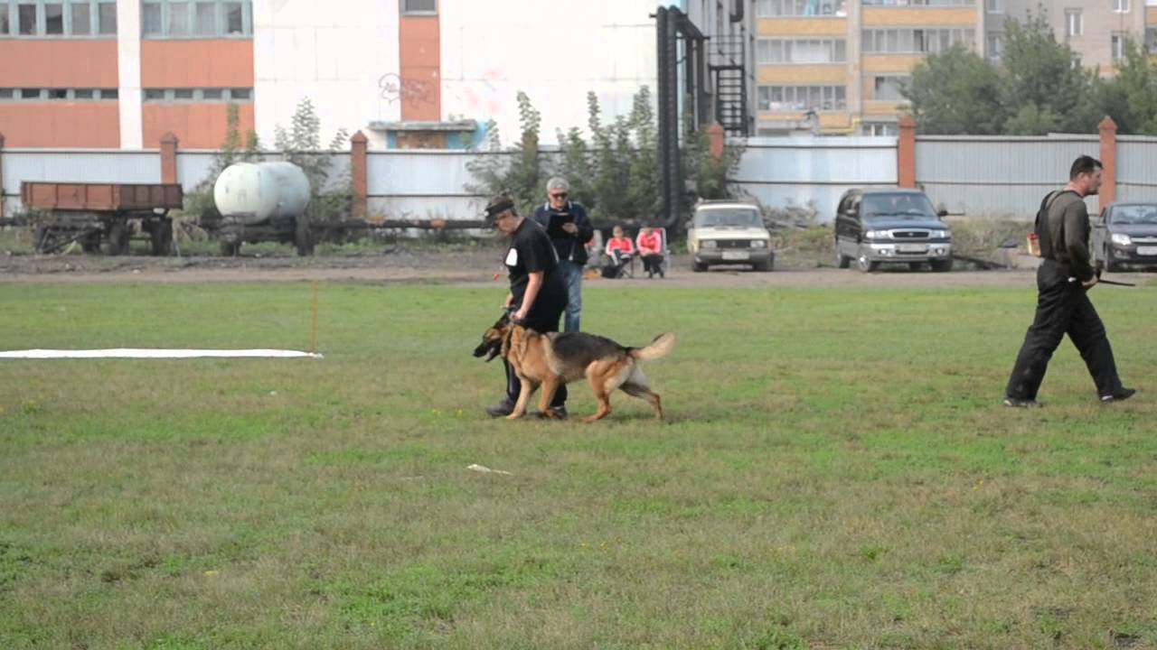 Антенор хоф майбах