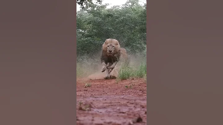 LIONS  Terrifying, Majestic Kings of the Jungle!
