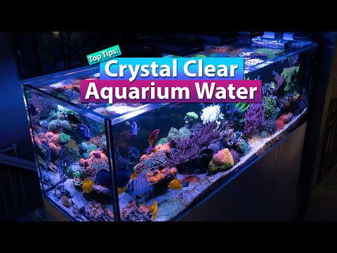 How To: Crystal Clear Aquarium Water