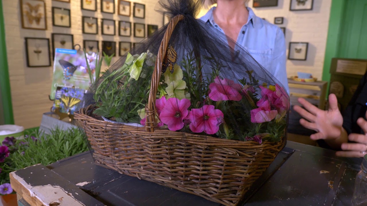 DIY Bug Catchers & Mother’s Day butterfly baskets from Idlewild Butterfly Farm