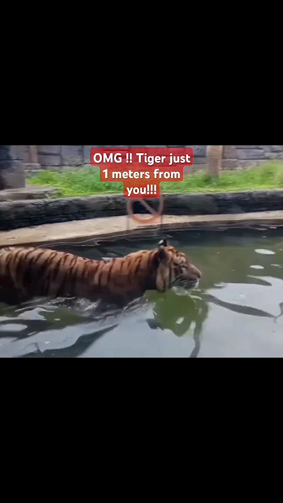 OMG !!! This Tiger just 1 meters from You !!! #tiger #animals #fyp #viralshorts #shorts #trending