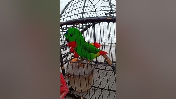 Serindit Main Singa