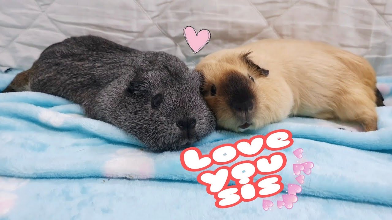 Sweet pair of guineapigs - hughug a guinea pig