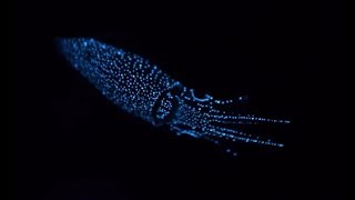 Facts: The Firefly Squid