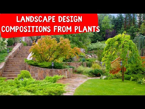 Video: Beautiful compositions of conifers in landscape design