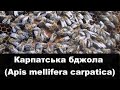 Карпатська бджола / Карпатские пчелы (Apis mellifera carpatica)