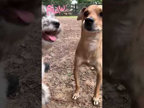 Dogs Kissing At The Dog Park Dogs Dogshorts Dogsplaying
