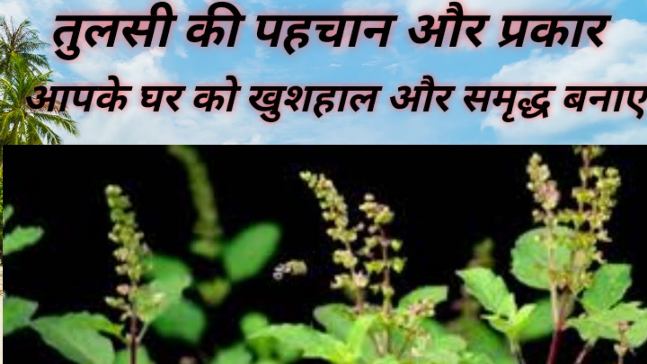 tulsi kitne prakar ki hoti hai,तुलसी कितने प्रकार की होती हैं,tulsi ki