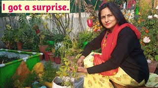 I got a surprise | Growing groundnut | Rashmis World - Create to Decorate