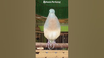 Perkutut Lokal Gacor Suara Paling Ampuh | Pancingan Burung Perkutut Agar Cepat Bunyi - Zebra Dove 02