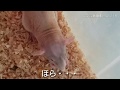 ヌードラットのミュー