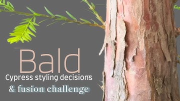 "Styling and Trunk Chop Techniques for My 3 Bald Cypress Bonsai Trees"