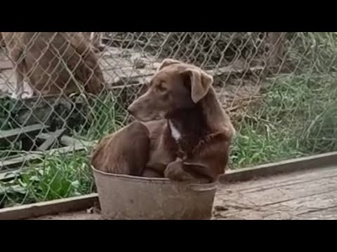 Видео: Чем мы кормим собак. В приюте работа кипит. What we feed the dogs. Work in the shelter.