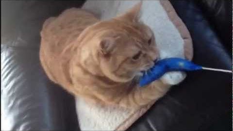 Catnip Mice - cat loves his new smelly catnip mouse!