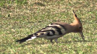 Hoopoe, Gulval nr Penzance, Cornwall 26/03/2011 West Cornwall birders were treated to some of the best views of a Hoopoe they're ever likely to get, here at Gulval Cricket Club near Penzance.