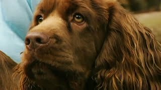 Download Lagu The Dog Breed That Nearly Went Extinct (Animal Documentary) MP3 Download Lagu The Dog Breed That Nearly Went Extinct (Animal Documentary) MP3