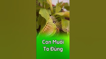 Lần đầu tiên cây bẫy kẹp gặp con muỗi to đùng  #câybắtmồi  #câybẫykẹp 😲