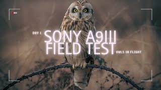 Sony A9III Field Test: Unmatched AF Tracking Owls in Flight