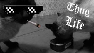 Cat Thug Life