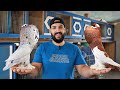 A Successful Pigeon Project All The Information About The Expensive Pigeon Breeding Project