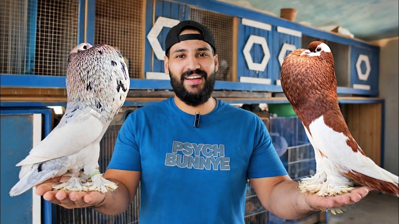 مشروع حمام ناجح👌كل المعلومات عن مشروع تربية الحمام الغالي😍