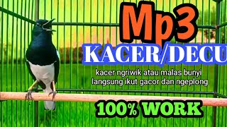 Mp3 untuk kacer ngriwik‼️ dengar kicau ini di jamin kacer ngriwik jadi ngeplong‼️