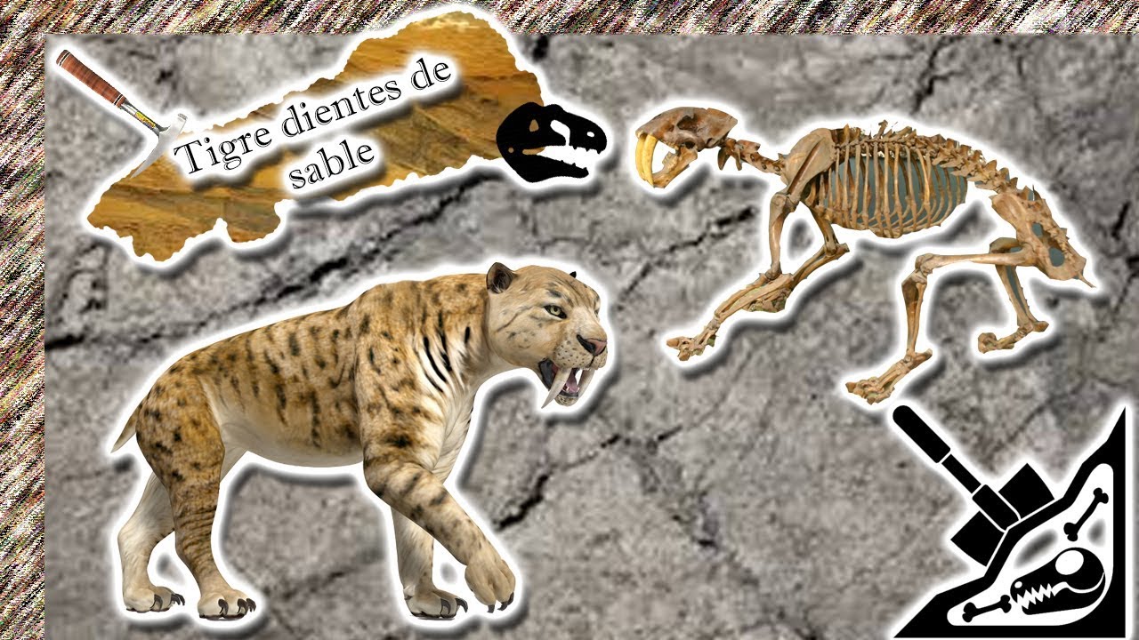 Saber-toothed tiger | The frozen fangs of a feline | (Prehistoric animals) fósiles vivientes