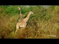A Pride of Lions Vs. a Two-Ton Giraffe