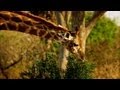 Giraffe Vulnerability and Research Findings