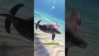 Dato curioso del océano.. #sabiasque