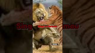 Singa vs Harimau